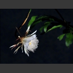 昙花