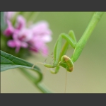 螳螂