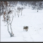 冬雪寂寂溢清寒