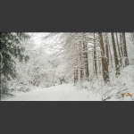 瑞雪