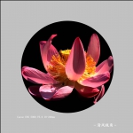 苻花_6527
