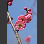 梅