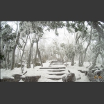 春雪