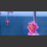 梅花