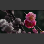 花朵