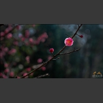 春梅
