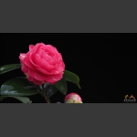 茶花