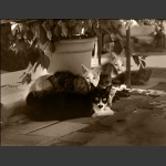 家猫