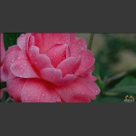 花瓣