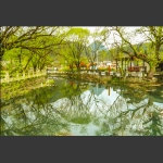 溪水杨柳