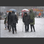 早春三月雪纷纷