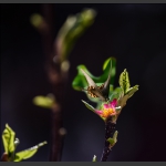 蝶恋花