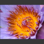 花芯