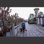 樱花大道上的美容师