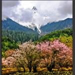 雪域桃花