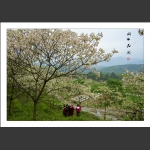 桐子花开