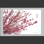四月樱花