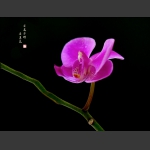 花卉小品