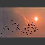 夕阳飞鸟