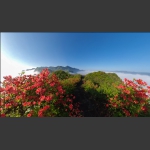 映山红