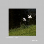 鹭_5267