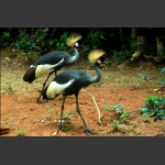 黑冕鹤