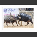 斗士风采