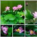 荷塘花正艳