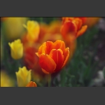 郁金香花开