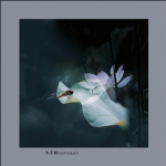 清水芙蓉