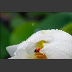 雨中