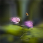 随风翻作浪