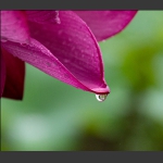雨