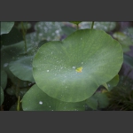 雨后