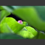 荷