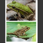 看看两只青蛙有什么区别