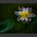花影叶韵