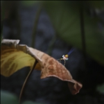 歇
