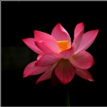 荷花_0188