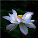 荷花_0391