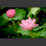 红菏菡萏