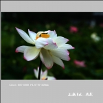 六月荷花_0496