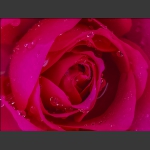 花蕊