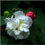 芙蓉花_1681