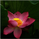 荷花_0411