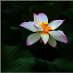 荷花_0479