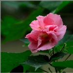 芙蓉花_1654