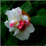 芙蓉花_5001