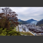 古枫下的景区移民安置点