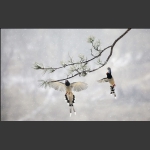 红嘴蓝鹊迎瑞雪